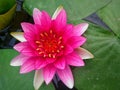 TheÃÂ lotus flowerÃÂ  Royalty Free Stock Photo